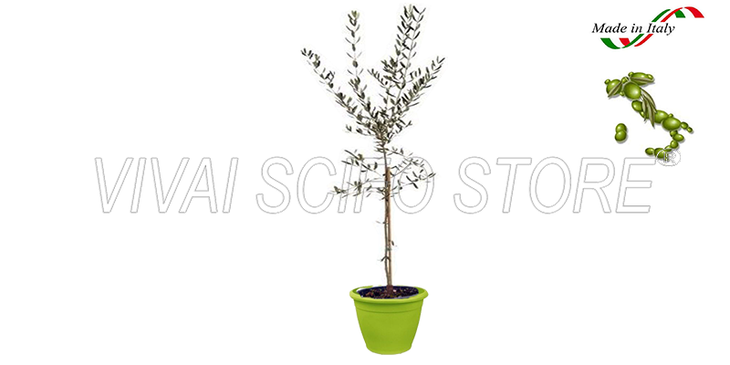 EURO PLANTS Olivo Leccino In Vaso 20cm: Pianta Da Frutto Di 2 Anni, Altezza 120-130cm, Ideale Per Giardino E Terrazzo - 3